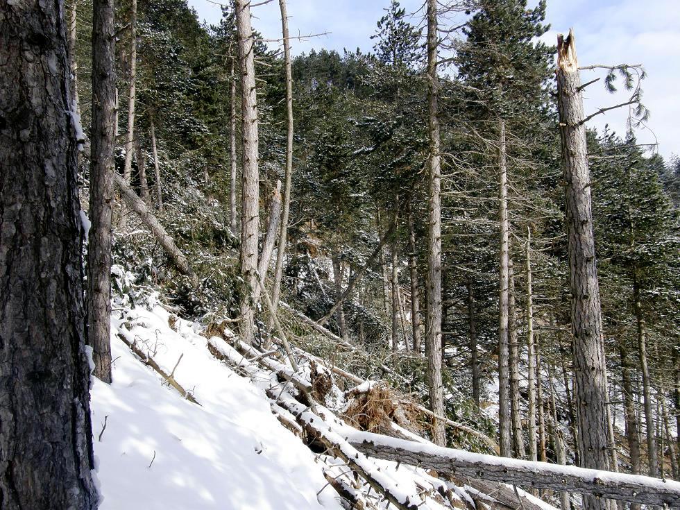 Nel bosco, una inutile strage.